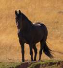Black Beauty Art Print